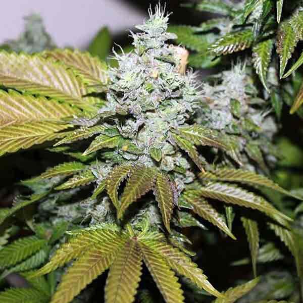 Triangle Kush Seeds Review