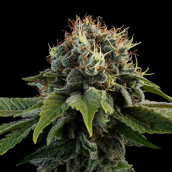 Kush #6 Freedom Seeds Cannabis