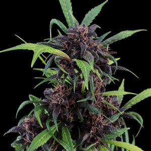Purple Express Auto Freedom Seeds Cannabis