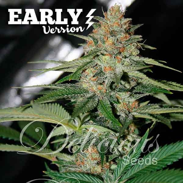 Delicious Candy Fast – Delicious Seeds - Freedom Seeds