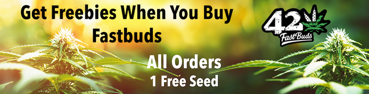 Fast Buds – Tangie 'Matic {AUTOFEM} [5pk], Free Seed With Every Order